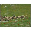 13 Sheep and Shepherd Boy.jpg
